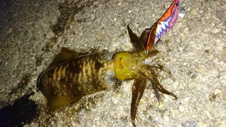 人生初のアオリイカ