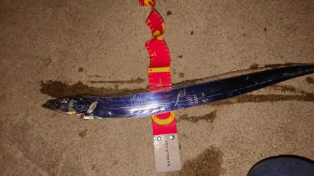 粘り勝ち‥アジ、タチウオ