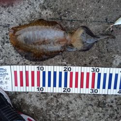 今週も頑張ってます。