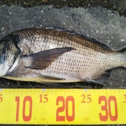 久しぶりのチヌ