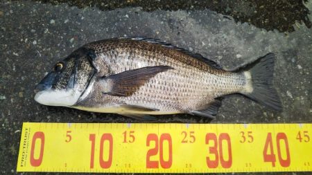 久しぶりのチヌ