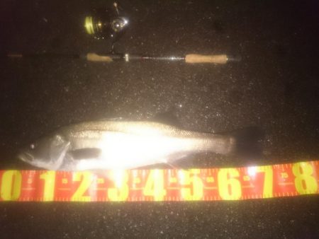 円山川シーバス