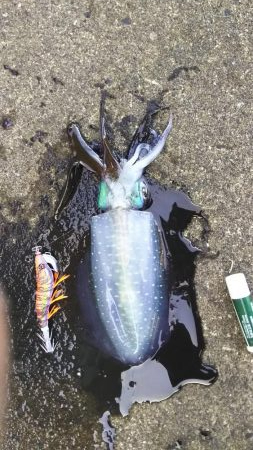 初心者セット7980