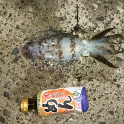 台風後の様子見て来ました。