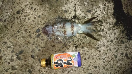 台風後の様子見て来ました。