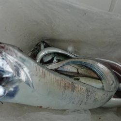 太刀魚ええサイズ！