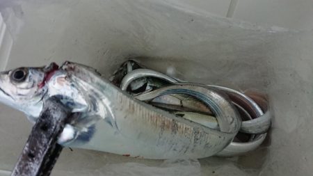 太刀魚ええサイズ！