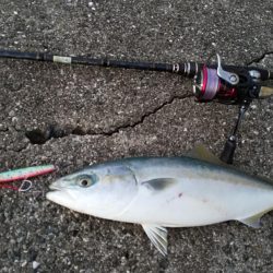 餌付けされてルアーを食わない
