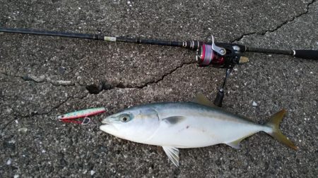 餌付けされてルアーを食わない