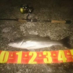 円山川シーバス