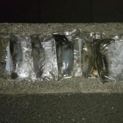 夕方から夜中にかけての短時間釣行