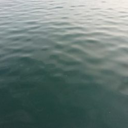 タチウオにケミホタルは必要か検証