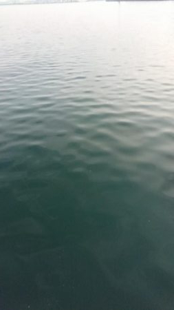 タチウオにケミホタルは必要か検証