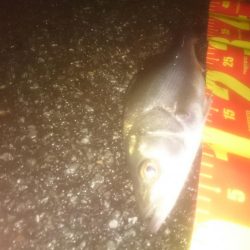 円山川チーバス