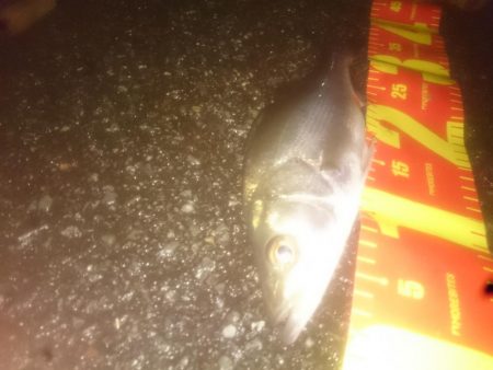 円山川チーバス