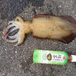 少しずつサイズアップ