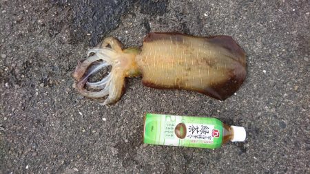 少しずつサイズアップ