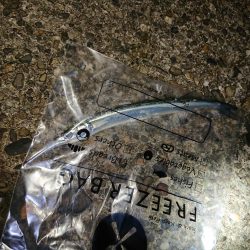 神がかったサヨリ釣り