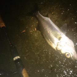 円山川シーバス