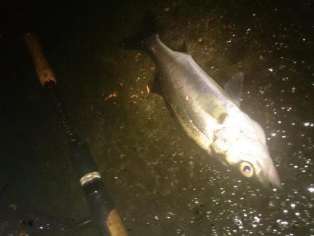 円山川シーバス