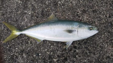 香川遠征でハマチ大フィーバー！！