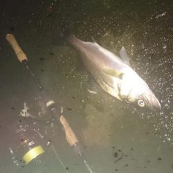 円山川チーバスチューバス