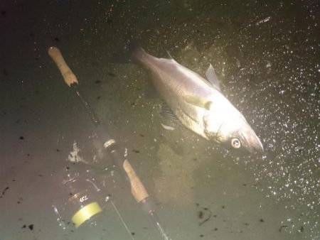 円山川チーバスチューバス