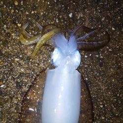 ヤエンとエギング