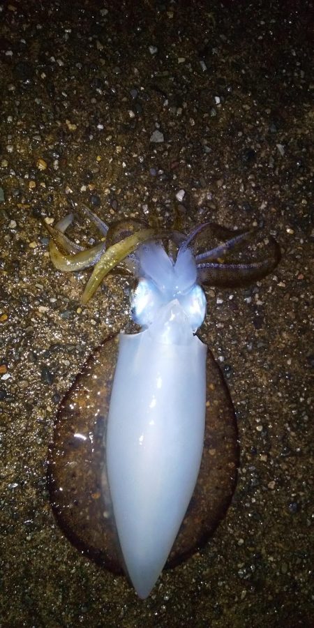 ヤエンとエギング