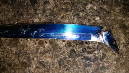 夕まずめタチウオ釣行