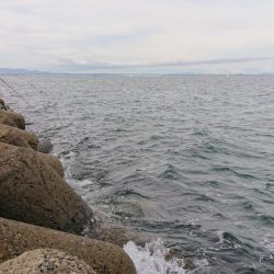 しぶしぶハマチ