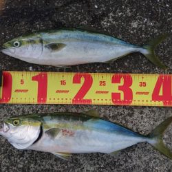 タチウオ不発も