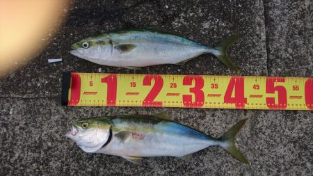 タチウオ不発も