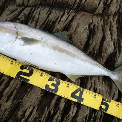 ヒラマサ 三兄弟