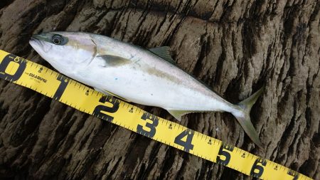 ヒラマサ 三兄弟