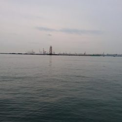 ３０分以上のナブラ発生！