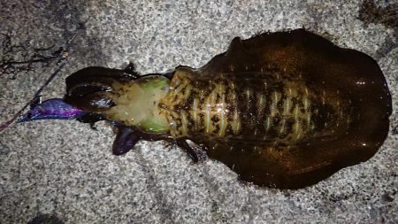 ２週間ぶりに‼️…