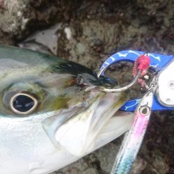 越前ロックショア