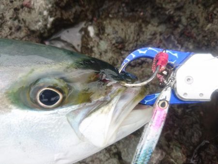 越前ロックショア