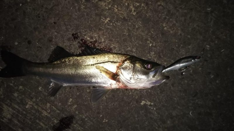 ラインチェックは小まめに(泣)