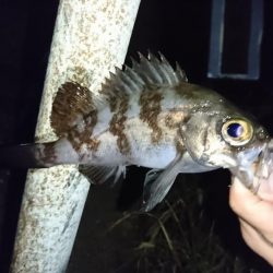 久しぶりのメバリング！