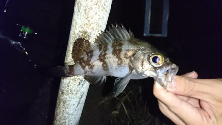 久しぶりのメバリング！