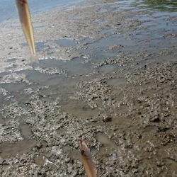 エギンク&シーバス&キス釣り