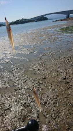 エギンク&シーバス&キス釣り