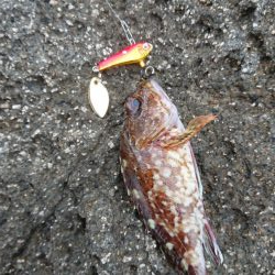 青物&ロックフィッシュ