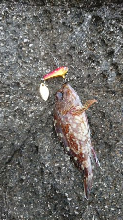 青物&ロックフィッシュ