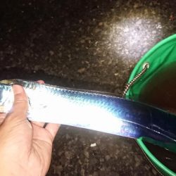 だんだん渋くなって来ました