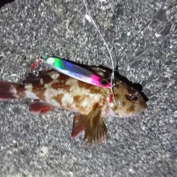 岸壁ジギング楽しい