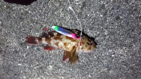 岸壁ジギング楽しい