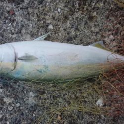 呑ませでハマチ